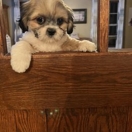 Finley - Shorkie