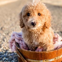 Boy 2 - Goldendoodle puppy from MightyDoods
