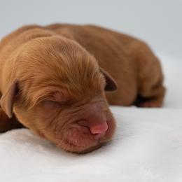 Jasmine Red - Dark golden female Golden Retriever puppy in Lafayette, Alabama from Elm Hollow Golden Retrievers