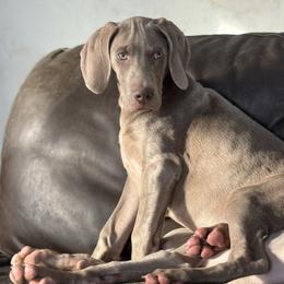 Bruno - Silver gray male Weimaraner puppy in Aitkin, Minnesota from Whispering’s GunDogs