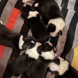 Boston Terrier puppies from Sassy Pap Farms