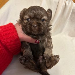 Boy 2 - Liver male Shih Tzu puppy in Kodak, Tennessee from Cutshall Babies