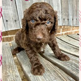 Spring - Chocolate female Goldendoodle puppy in Caddo Mills, Texas from Fire Wife Doodles