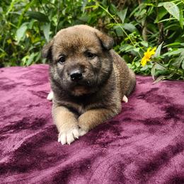 Mia - Sesame female Shiba Inu puppy in Illinois from Precious-Puppies