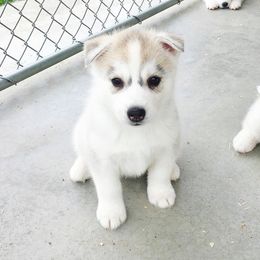 Siberian Husky Puppies from Zobela Siberians