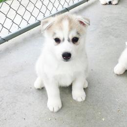 Siberian Husky Puppies from Zobela Siberians