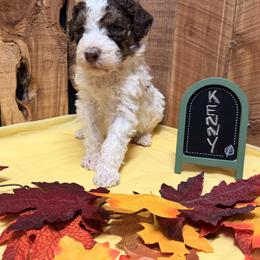 Kenny - Brown and white male Aussiedoodle puppy in Lavonia, Georgia from H & A Kennels