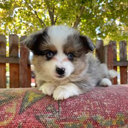 Lily - Blue merle female Miniature American Shepherd puppy in Chubbuck, Idaho from Sunny J Corgis and Mini Americans