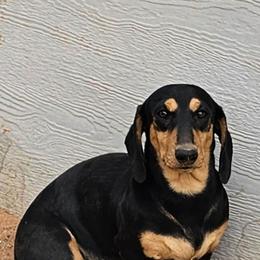 Vader - Black and cream male Dachshund puppy in El Paso, Texas from Mells Weenies