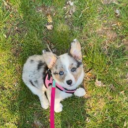 American Corgi and Pembroke Welsh Corgi Puppies from Elk Ridge Corgis