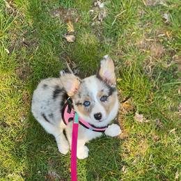 American Corgi and Pembroke Welsh Corgi Puppies from Elk Ridge Corgis