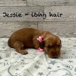 Jessie - Red female Dachshund puppy in Goodyear, Arizona from AZ Low Life Doxies