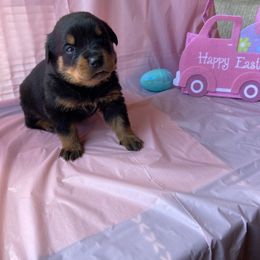 Girl 1 - Black and mahogany Rottweiler puppy in Detroit, Michigan from Dark Storm Kennels