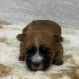 Gold female - Gold female Morkie puppy in Monticello, Iowa from Ashley’s Puppies