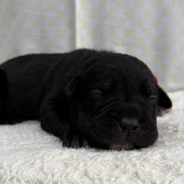 Midnight - Black female Cane Corso puppy in Utah from 3Lake Kennelz