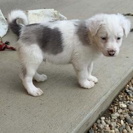 Pillow - Slate merle male Border Collie puppy in Berkeley Springs, West Virginia from Sagehill Agility