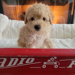 Girl 4 - Assorted Doodle Crosses puppy from Mini Doodle Dandies
