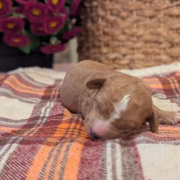 Lady - Red  female Goldendoodle puppy in Portage, Michigan from Country Lane Goldendoodles