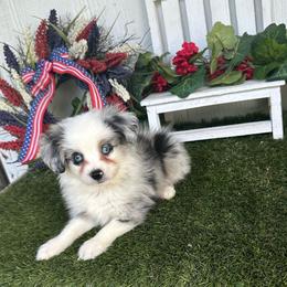 Freedom - Blue merle male Miniature Australian Shepherd puppy in Granbury, Texas from Texas Miniature Aussies