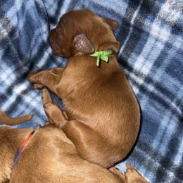 Green boy - Chestnut male Irish Setter puppy in West Haven, Utah from McClellan Setters