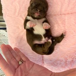 Romeo - Lilac male Shih Tzu puppy in Soddy Daisy, Tennessee from TN Mtn Magic Precious Shih Tzu’s 4 You!