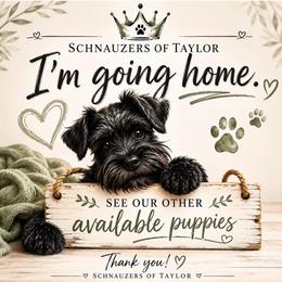 Pink collar liver - Liver female Miniature Schnauzer puppy in Temple, Texas from Schnauzers Of Taylor