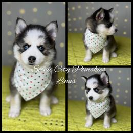 Linus - Silver and white male Pomsky puppy in Rossville, Georgia from Scenic City Pomskies