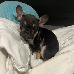 Bug - Tricolors female French Bulldog puppy in Payson, Arizona from Desert skyes weims