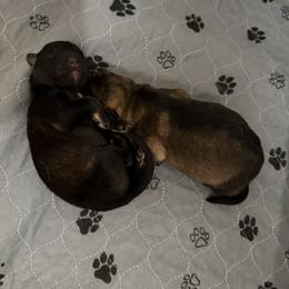 Boy 1 - Bi-color male German Shepherd puppy in Grantsville, Utah from Vom Haus Denfors K9 - Working German Shepherds