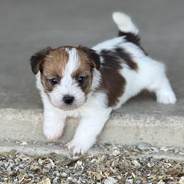 AKC Russell Rough 1650 - White and tan male Russell Terrier puppy in Denton County, Texas from T/K Jack Russell Terriers & Dryline Dachshunds