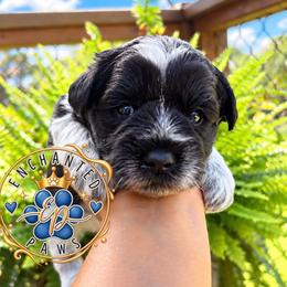 Biscuit - Parti male Miniature Schnauzer puppy in Dorr, Michigan from Enchanted Paws