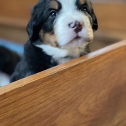 Bernese Mountain Dog Puppies from Queenstown Fine Bernese