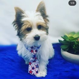 Yorkshire Terrier Puppies from Harmony Hills Yorkies