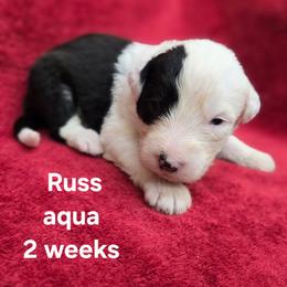 Russ - Gray and white male Old English Sheepdog puppy in Sutherlin, Oregon from Sapphire Eyes Sheepdogs