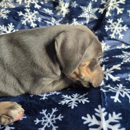 Pumpkin pie - Blue female Great Dane puppy in Monroe County, Pennsylvania from Poke-A-Nose Danes