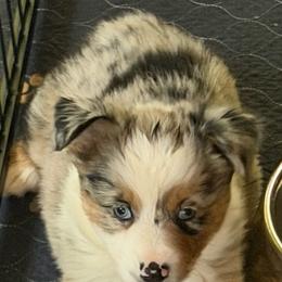 Marie - Blue merle female Miniature Australian Shepherd puppy in Myakka City, Florida from Gable A Aussies