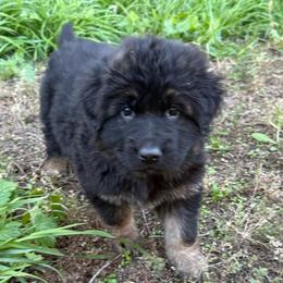 Yellow female - Black and red female German Shepherd puppy in Herrick, South Dakota from Dakota Shepherds Kennels