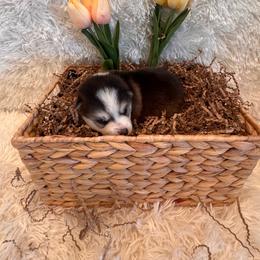 Boy 3 - Black and white male Pomsky puppy in Bucyrus, Missouri from Hill Top Pomskies