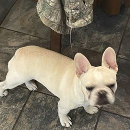 Luna - French Bulldog