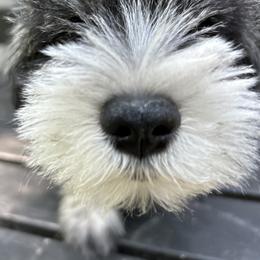 Miniature Schnauzer Puppies from Miniature Schnauzers of Delmarva