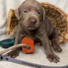 Alice - Silver female Dilute Retriever puppy in Grants Pass, Oregon from KnR Antler Dogs