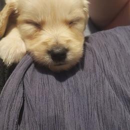 Golden Retriever Puppies from Ashrose Kennels