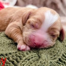 Amy - Red female Cockapoo puppy in Perry, Arkansas from Parker's Cockapoos