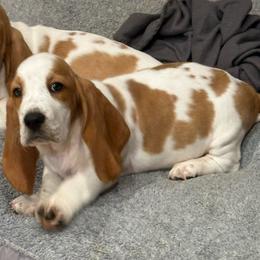Bert - Lemon and white male Basset Hound puppy in Lagrange, Georgia from Tall Oak Bassets