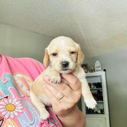Cider - Cream female Dachshund puppy in Caddo, Oklahoma from Caddo Hills Doxies and doodles