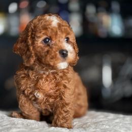 Mo - Red male Cavapoo puppy in South Jordan, Utah from Wasatch Pup