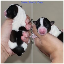 Poodle and Yorkshire Terrier Puppies from Effervescent-Pooches