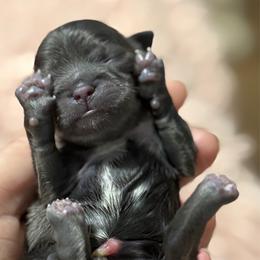 Boy 1 - royal blue collar - Blue male Shih Tzu puppy in Berkeley Springs, West Virginia from Sandridge Shih Tzus