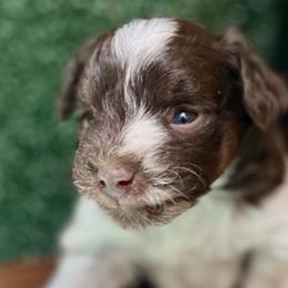 Lucas - Parti male Miniature Schnauzer puppy in Menifee, California from Moonshine’s Minis