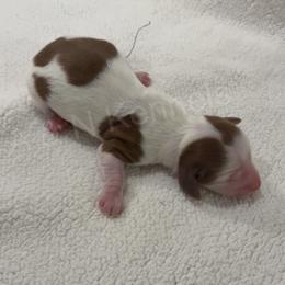 Girl 2 - Piebald female Dachshund puppy in Brandon, Mississippi from A & N Kennels
